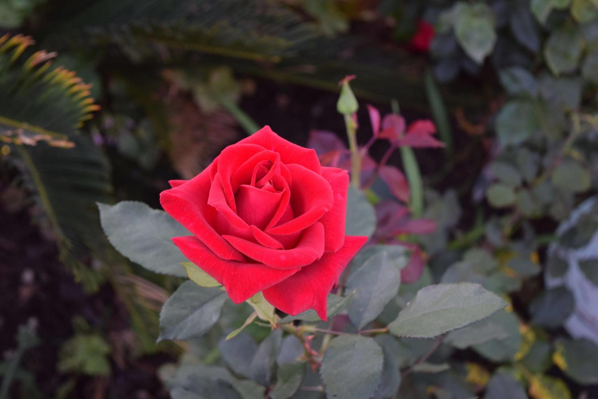 Rose Garden Inn 산타 바바라 외부 사진