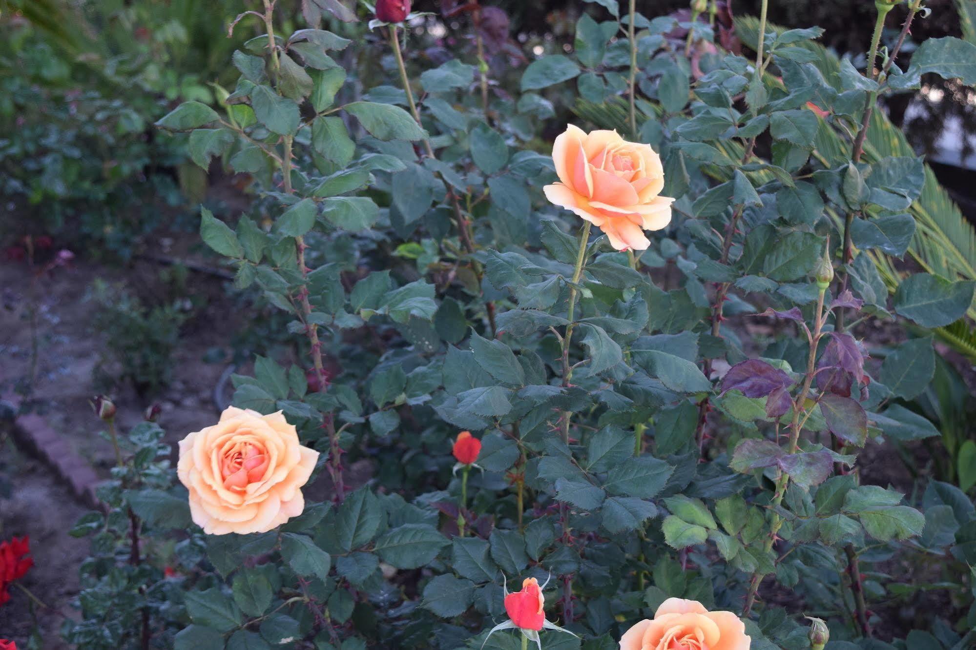 Rose Garden Inn 산타 바바라 외부 사진